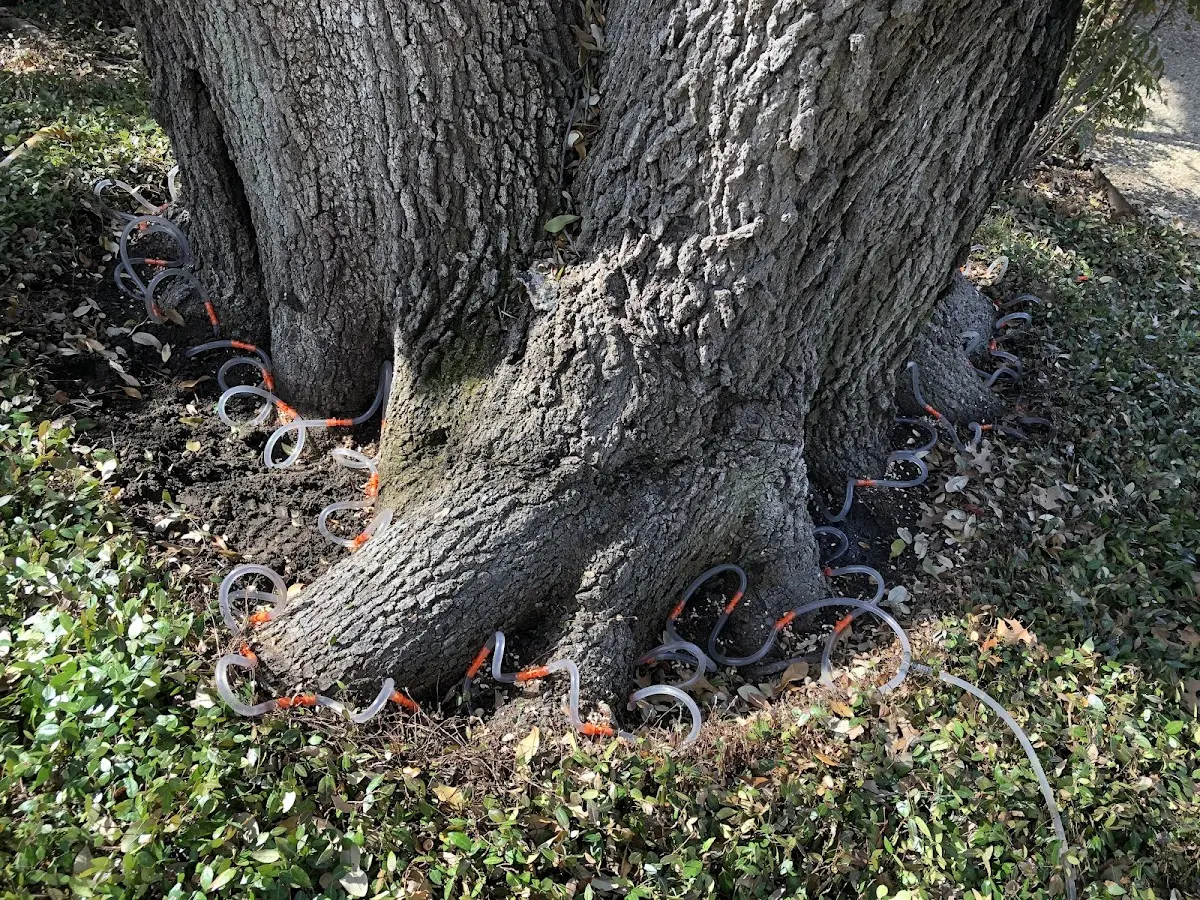 Detailed Tree Cabling and Bracing job site in Cascadia